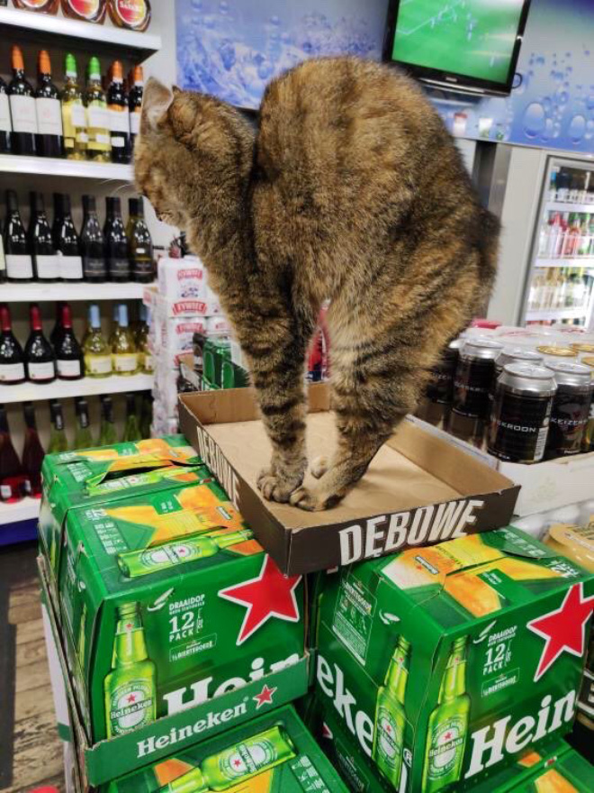 This Instagram Account Collects Photos Of Cats In Small Shops Looking Like They Own The Place
