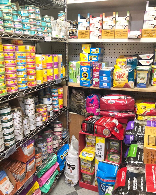 This Instagram Account Collects Photos Of Cats In Small Shops Looking Like They Own The Place