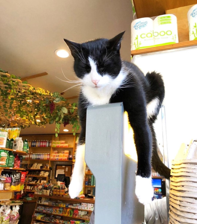 This Instagram Account Collects Photos Of Cats In Small Shops Looking Like They Own The Place