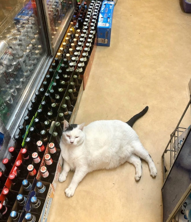 This Instagram Account Collects Photos Of Cats In Small Shops Looking Like They Own The Place