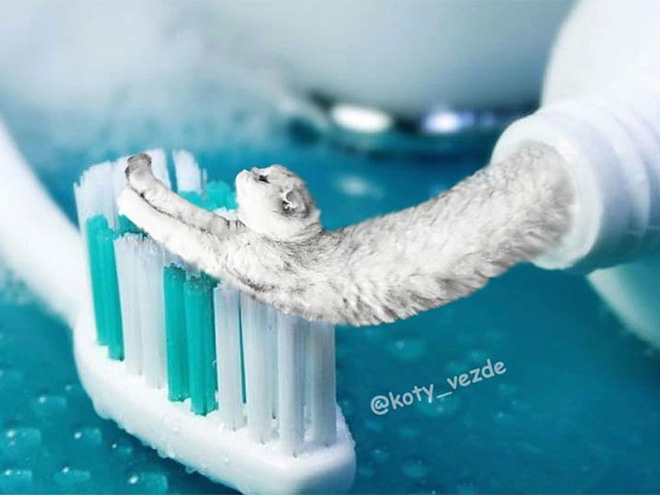 This Instagram Account Photoshops Cats Into Hilarious Creatures (New Pictures)