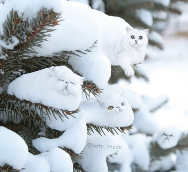 This Instagram Account Photoshops Cats Into Hilarious Creatures (New Pictures)