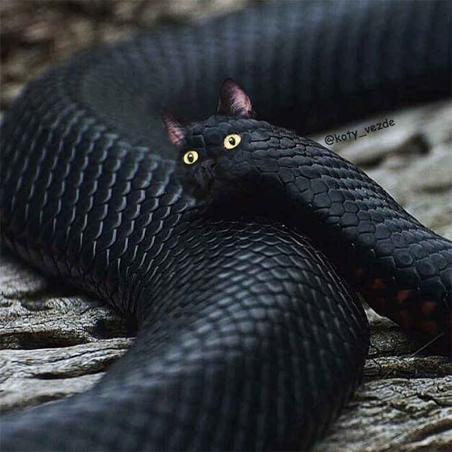 This Instagram Account Photoshops Cats Into Hilarious Creatures (New Pictures)