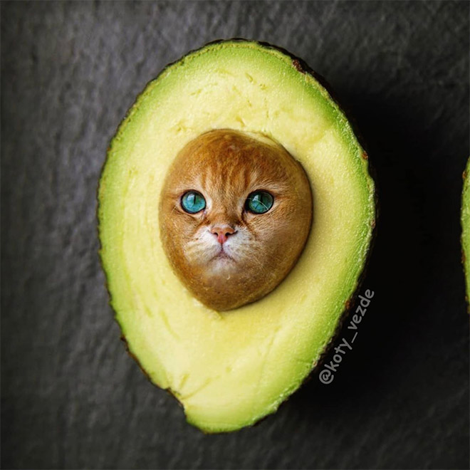 This Instagram Account Photoshops Cats Into Hilarious Creatures (New Pictures)