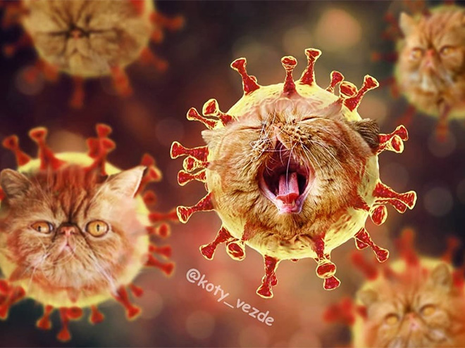 This Instagram Account Photoshops Cats Into Hilarious Creatures (New Pictures)