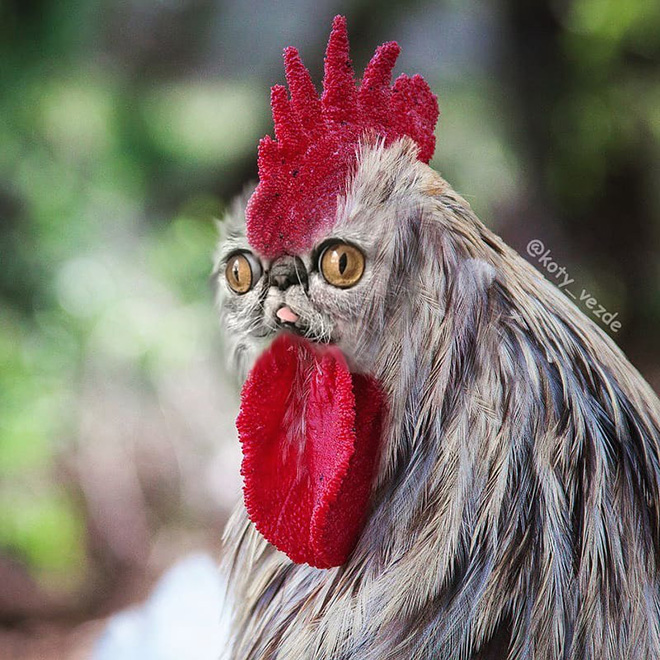 This Instagram Account Photoshops Cats Into Hilarious Creatures (New Pictures)