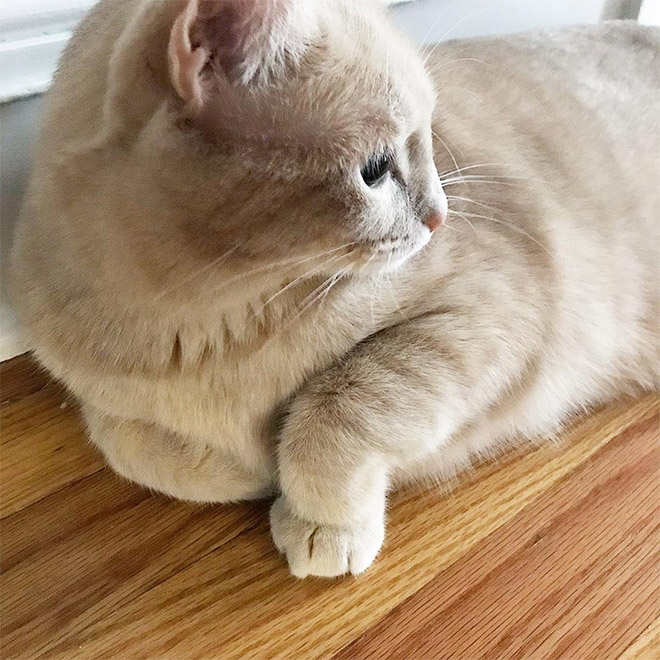 This Is Floofen. Isn’t Cat Anatomy Amazing?