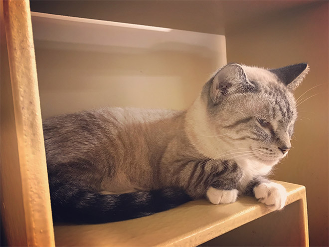This Is Floofen. Isn’t Cat Anatomy Amazing?