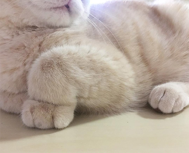 This Is Floofen. Isn’t Cat Anatomy Amazing?