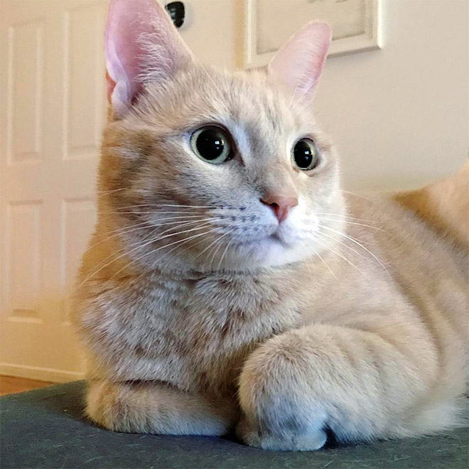 This Is Floofen. Isn’t Cat Anatomy Amazing?