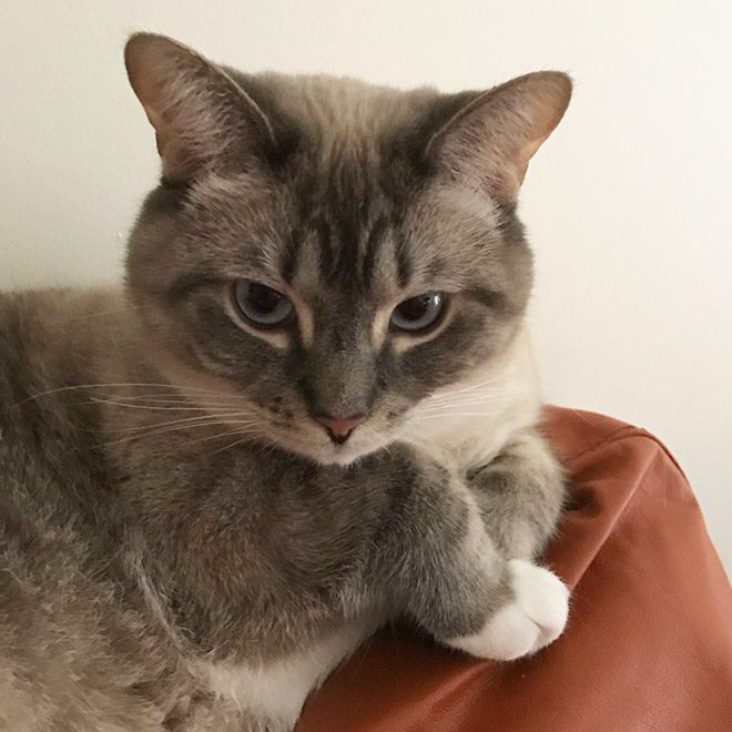 This Is Floofen. Isn’t Cat Anatomy Amazing?