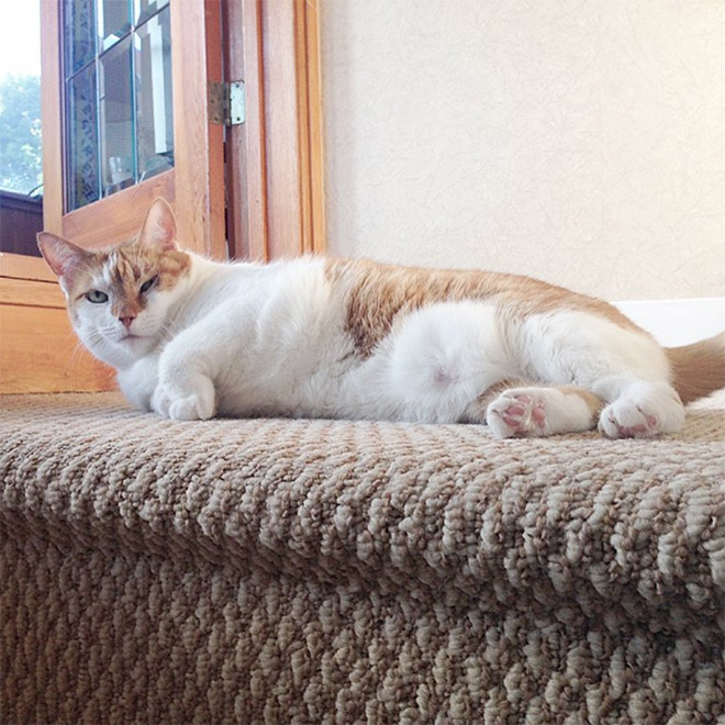 This Is Floofen. Isn’t Cat Anatomy Amazing?