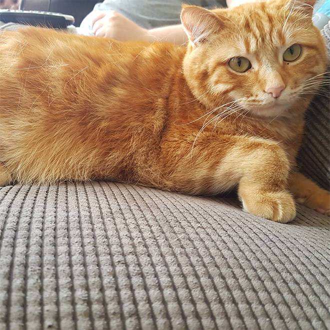This Is Floofen. Isn’t Cat Anatomy Amazing?