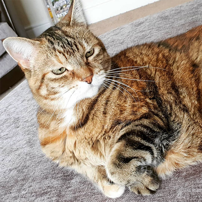 This Is Floofen. Isn’t Cat Anatomy Amazing?