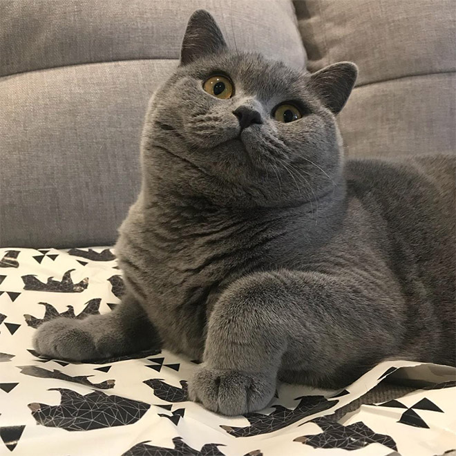 This Is Floofen. Isn’t Cat Anatomy Amazing?