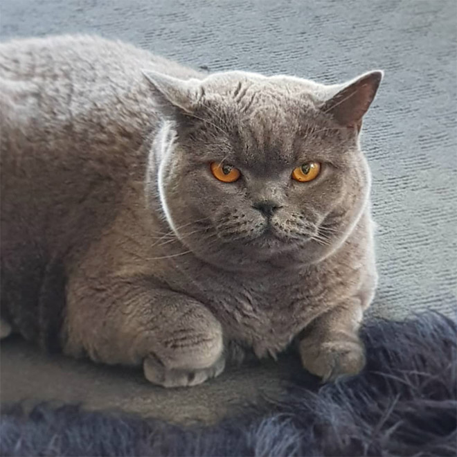 This Is Floofen. Isn’t Cat Anatomy Amazing?