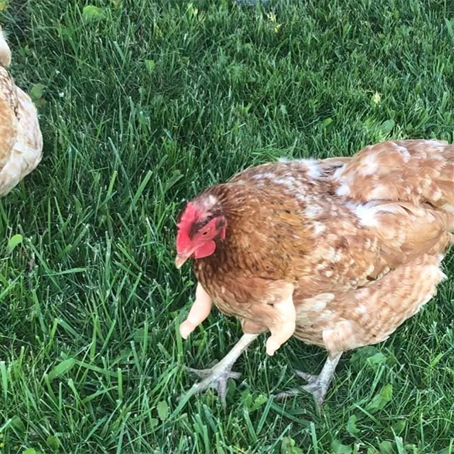 This Pet Chicken Got Baby Arms To Help Her Look Hilarious In Photos
