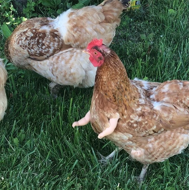 This Pet Chicken Got Baby Arms To Help Her Look Hilarious In Photos