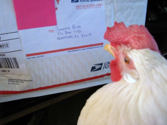 This Pet Chicken Got Baby Arms To Help Her Look Hilarious In Photos