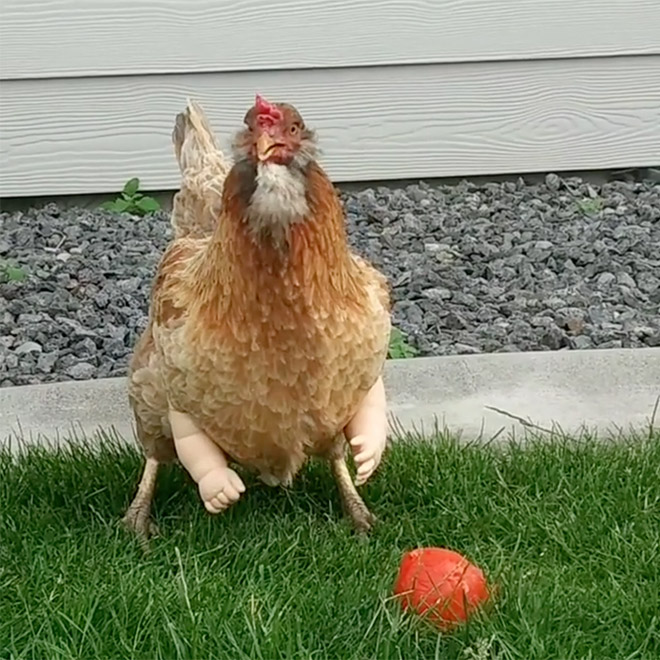 This Pet Chicken Got Baby Arms To Help Her Look Hilarious In Photos