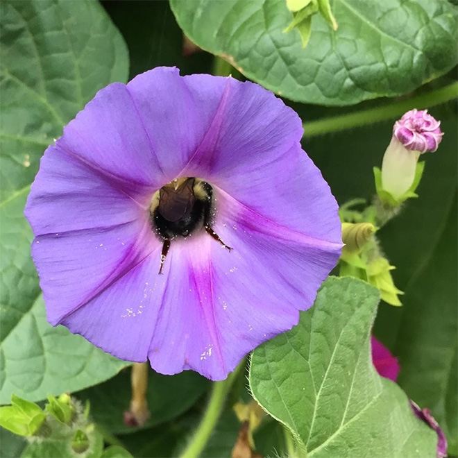 Tired Bumblebees Who Fell Asleep Inside Flowers With Pollen On Their Butts