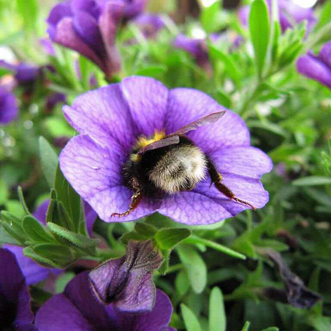 Tired Bumblebees Who Fell Asleep Inside Flowers With Pollen On Their Butts