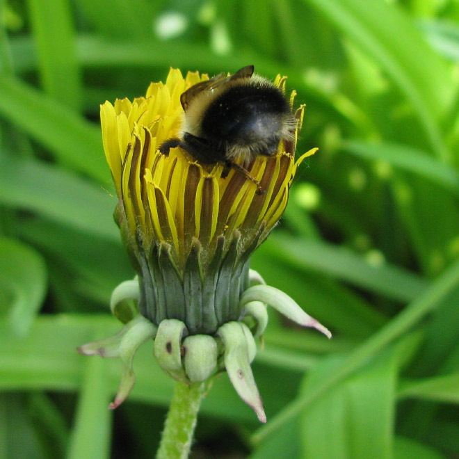 Tired Bumblebees Who Fell Asleep Inside Flowers With Pollen On Their Butts