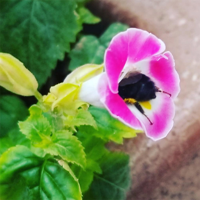 Tired Bumblebees Who Fell Asleep Inside Flowers With Pollen On Their Butts