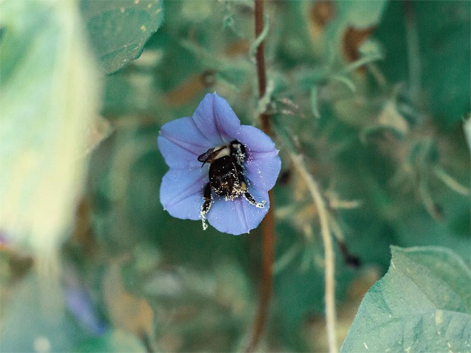 Tired Bumblebees Who Fell Asleep Inside Flowers With Pollen On Their Butts