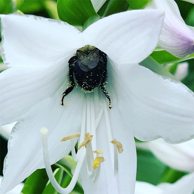 Tired Bumblebees Who Fell Asleep Inside Flowers With Pollen On Their Butts