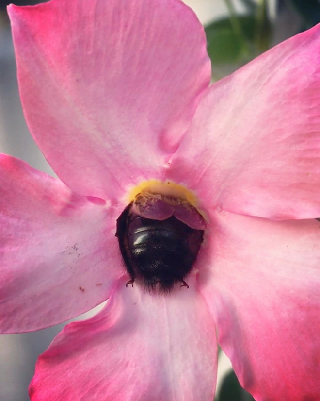 Tired Bumblebees Who Fell Asleep Inside Flowers With Pollen On Their Butts