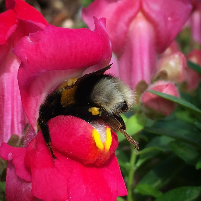 Tired Bumblebees Who Fell Asleep Inside Flowers With Pollen On Their Butts