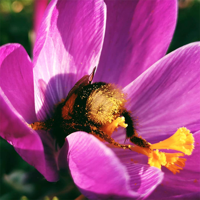 Tired Bumblebees Who Fell Asleep Inside Flowers With Pollen On Their Butts