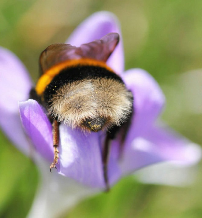 Tired Bumblebees Who Fell Asleep Inside Flowers With Pollen On Their Butts