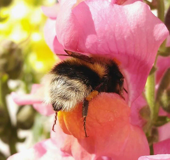 Tired Bumblebees Who Fell Asleep Inside Flowers With Pollen On Their Butts