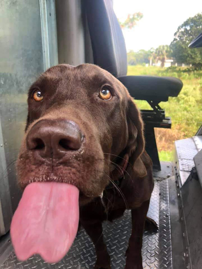Turns Out, UPS Drivers Have a Facebook Group About Dogs They Meet On Their Routes