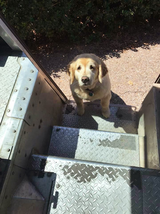 Turns Out, UPS Drivers Have a Facebook Group About Dogs They Meet On Their Routes