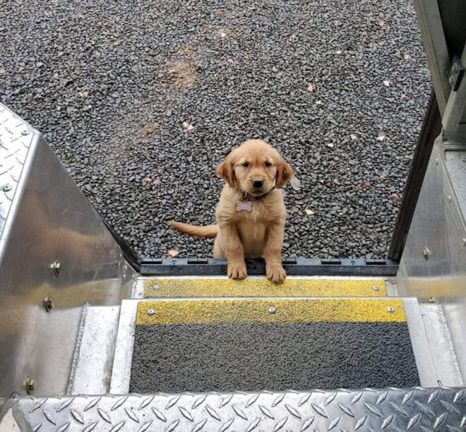 Turns Out, UPS Drivers Have a Facebook Group About Dogs They Meet On Their Routes