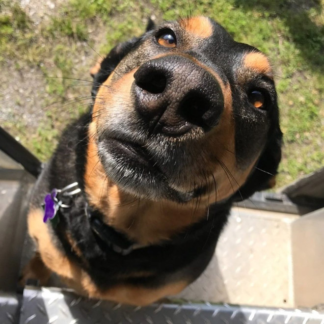 Turns Out, UPS Drivers Have a Facebook Group About Dogs They Meet On Their Routes