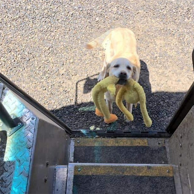 Turns Out, UPS Drivers Have a Facebook Group About Dogs They Meet On Their Routes