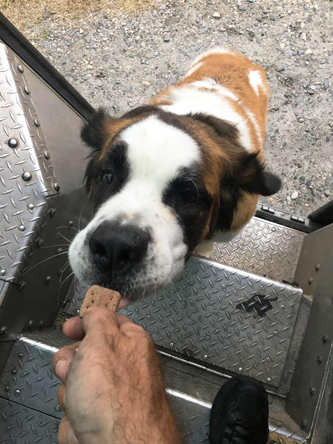 Turns Out, UPS Drivers Have a Facebook Group About Dogs They Meet On Their Routes