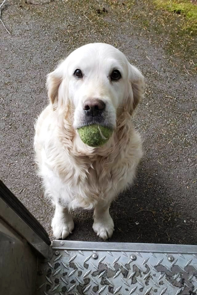 UPS Driver Shares Photos Of The Cutest Dogs He Meets On Routes