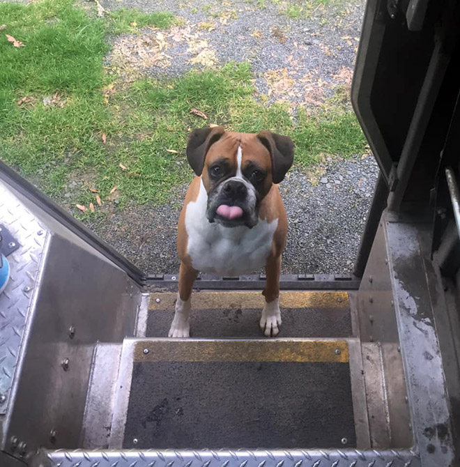 UPS Driver Shares Photos Of The Cutest Dogs He Meets On Routes
