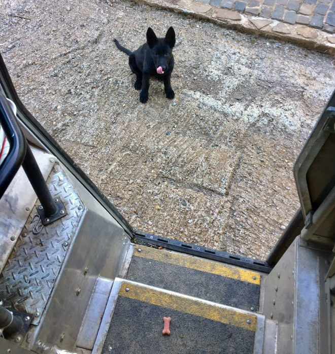 UPS Driver Shares Photos Of The Cutest Dogs He Meets On Routes