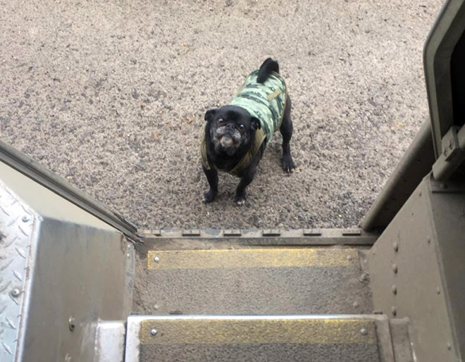 UPS Driver Shares Photos Of The Cutest Dogs He Meets On Routes