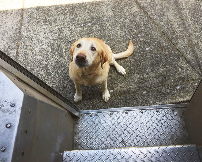 UPS Driver Shares Photos Of The Cutest Dogs He Meets On Routes
