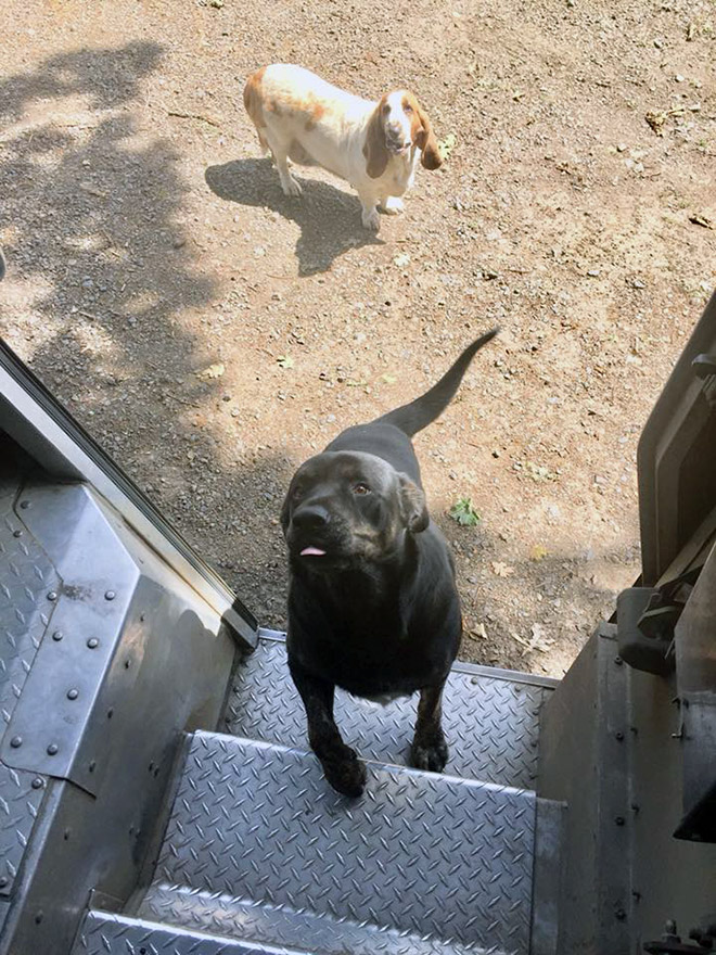 UPS Driver Shares Photos Of The Cutest Dogs He Meets On Routes
