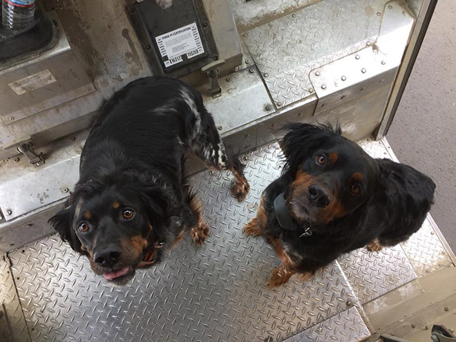 UPS Driver Shares Photos Of The Cutest Dogs He Meets On Routes