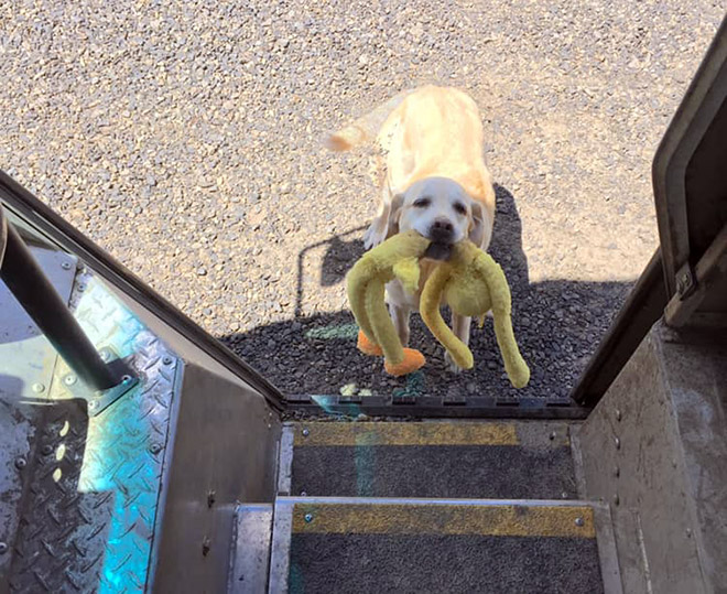 UPS Driver Shares Photos Of The Cutest Dogs He Meets On Routes