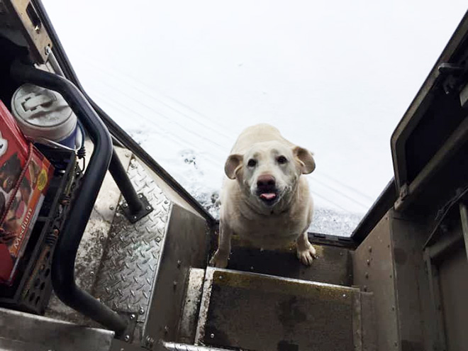 UPS Driver Shares Photos Of The Cutest Dogs He Meets On Routes